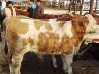 莱州肉牛养殖,莱州肉牛品种 莱州肉牛养殖,莱州肉牛品种